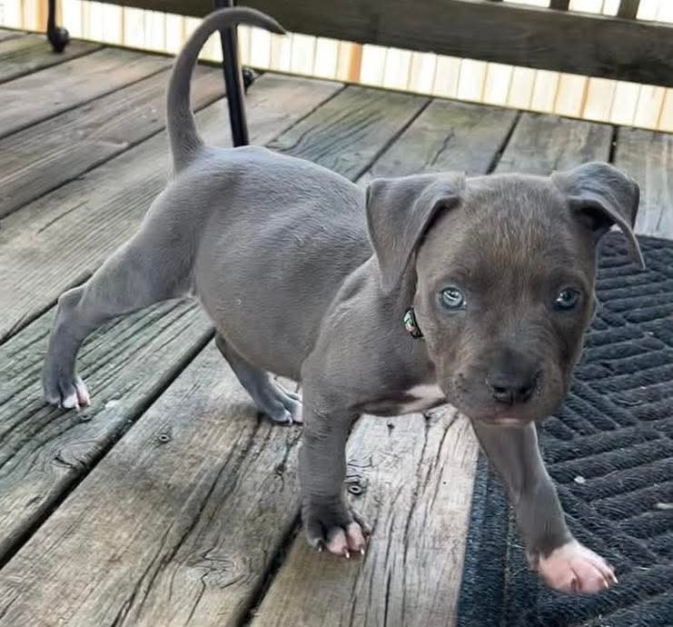 Bluey