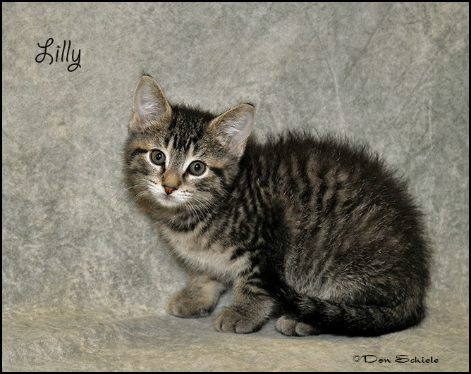Lilly