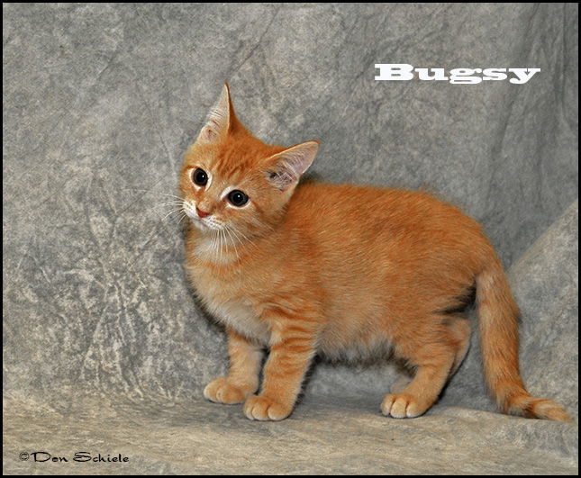 Mikey (Bugsy)