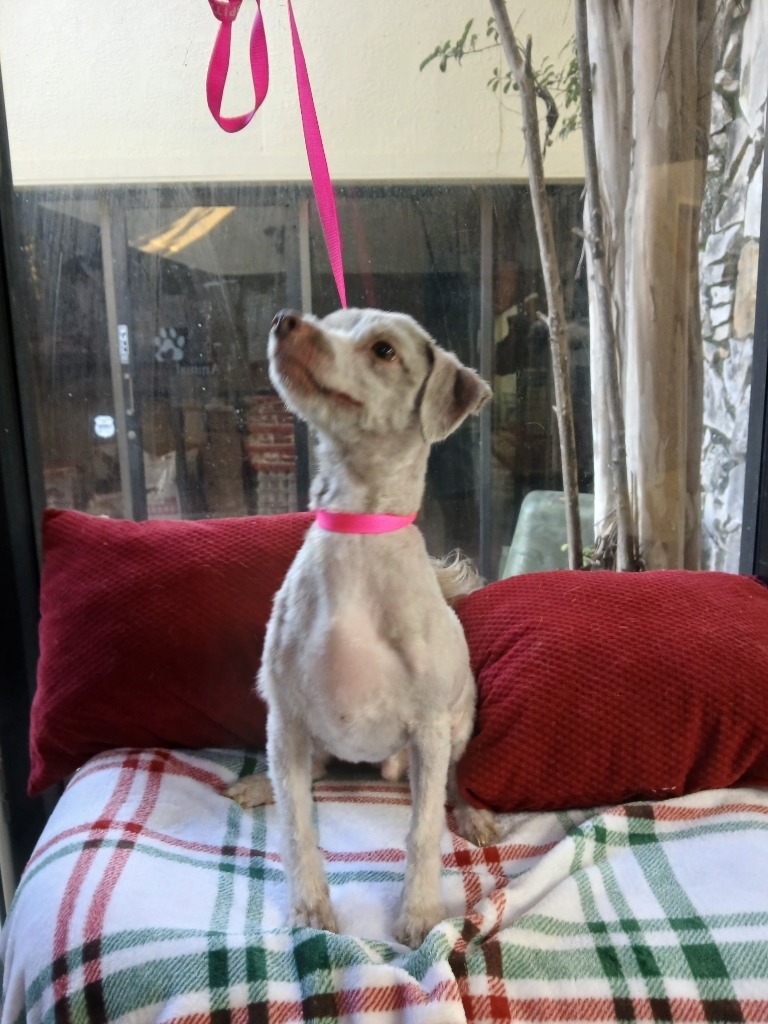 Ray, an adoptable Havanese in Fort Worth, TX, 76133 | Photo Image 1