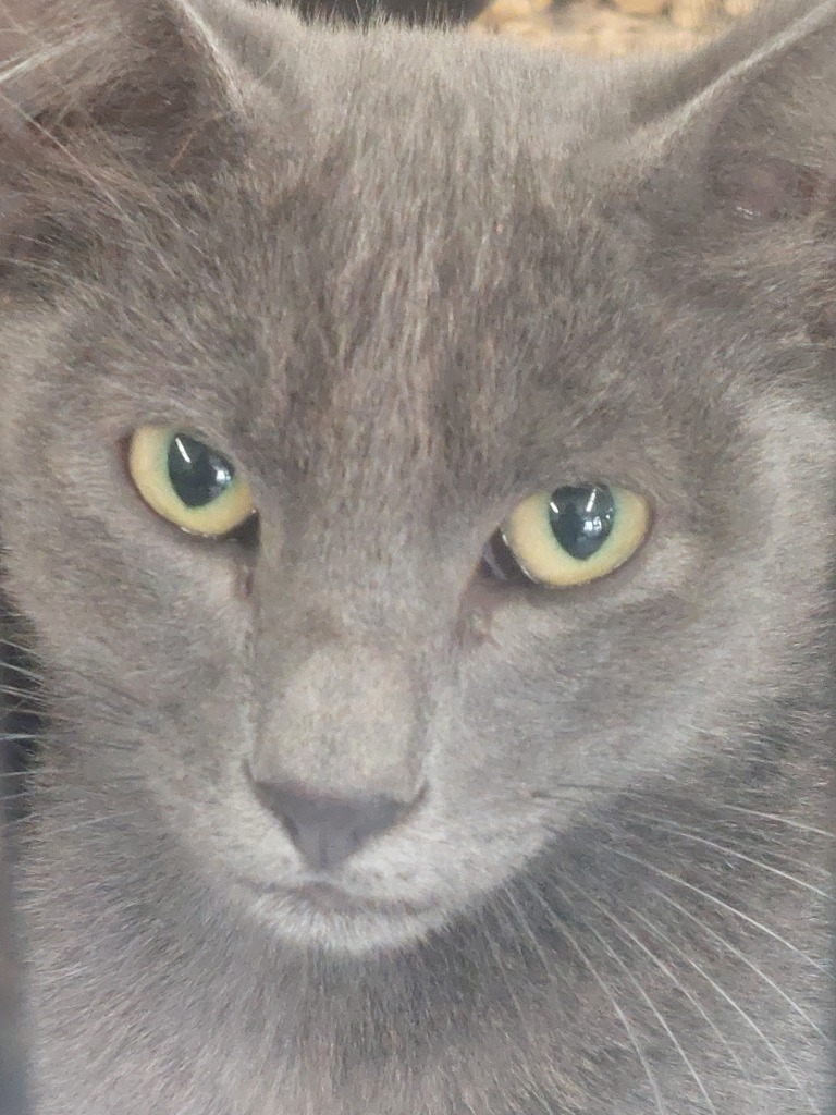 Galya, an adoptable Domestic Short Hair in Brownwood, TX, 76801 | Photo Image 1