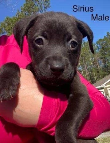 Guinness (fka Sirius)