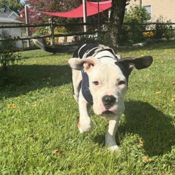 Tank (2025)