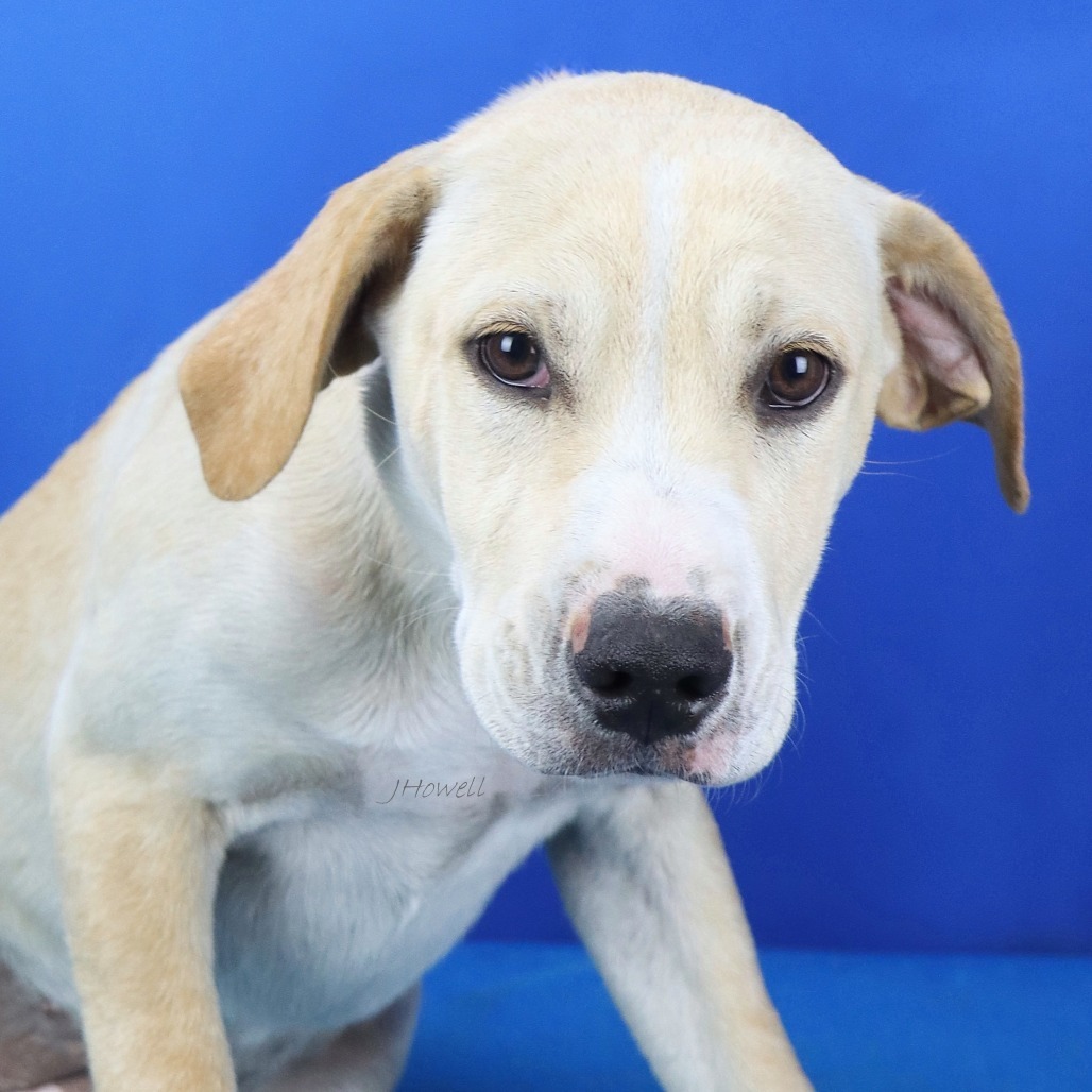 Dixie - 061207T