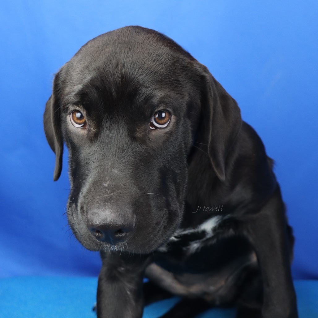 Darcy - 061206T