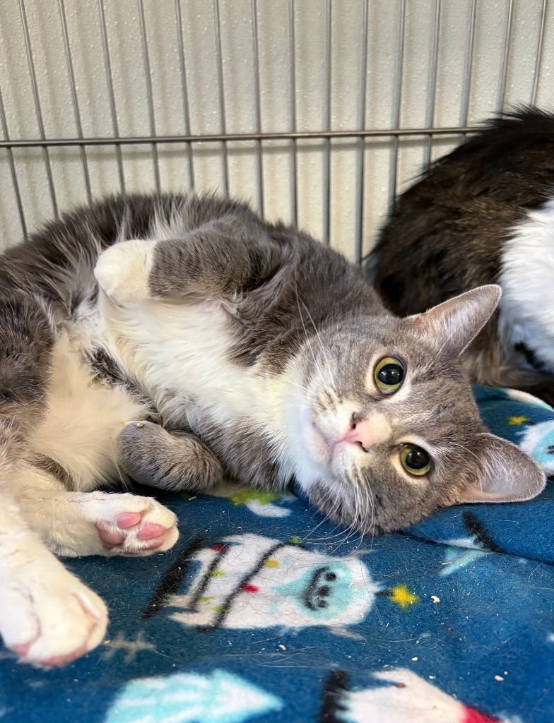 Willow, an adoptable Domestic Short Hair in Rock Springs, WY, 82901 | Photo Image 1