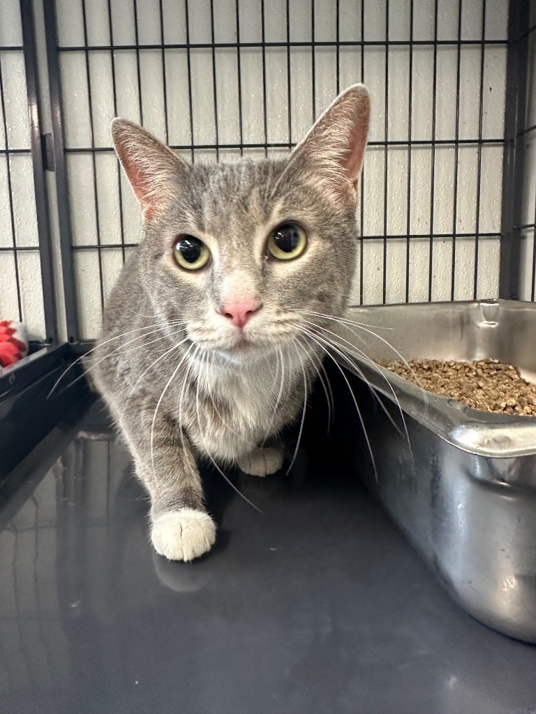 Willow, an adoptable Domestic Short Hair in Rock Springs, WY, 82901 | Photo Image 2
