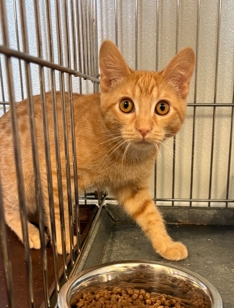 Jordan, an adoptable Domestic Medium Hair in Rock Springs, WY, 82901 | Photo Image 1
