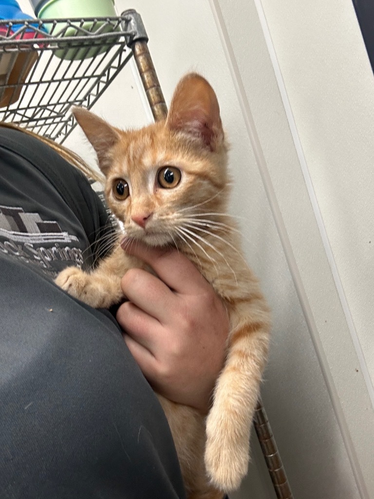 Jordan, an adoptable Domestic Medium Hair in Rock Springs, WY, 82901 | Photo Image 2