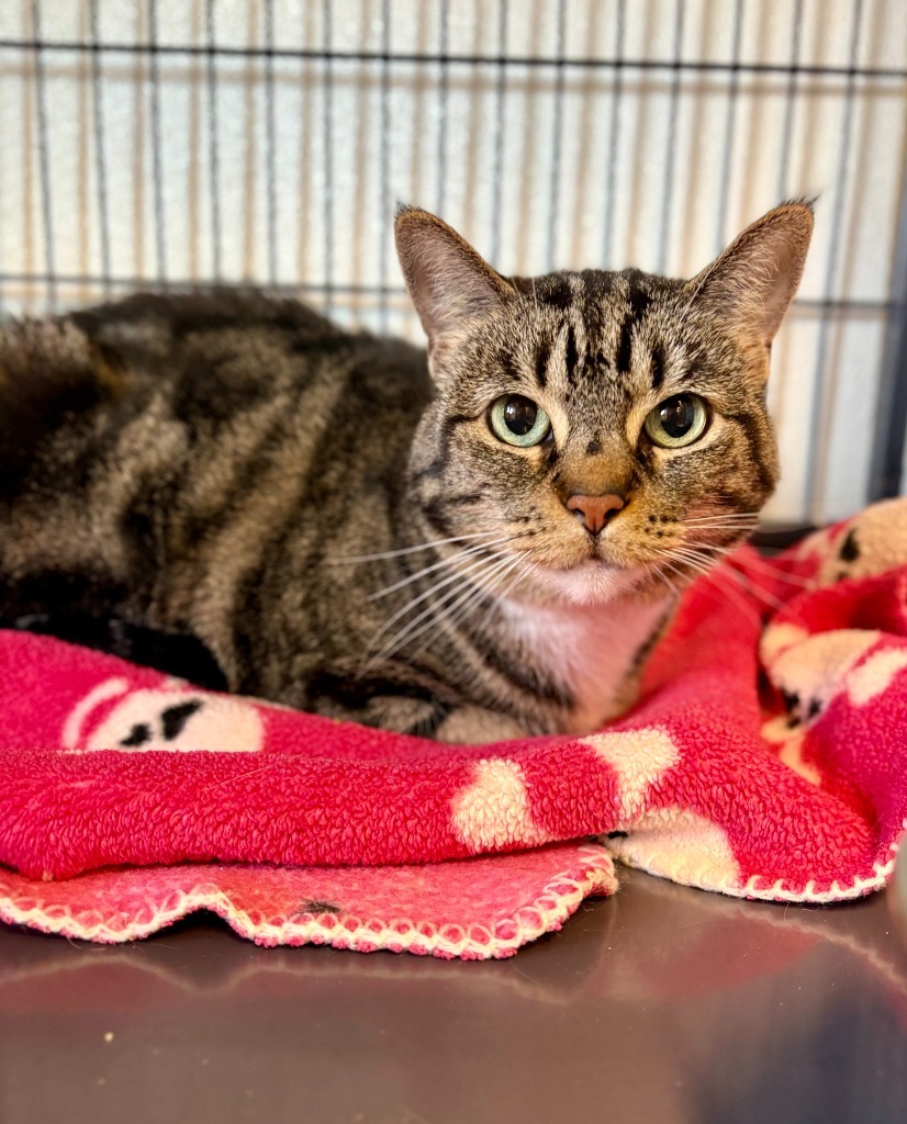 Cleo, an adoptable Domestic Short Hair in Rock Springs, WY, 82901 | Photo Image 1