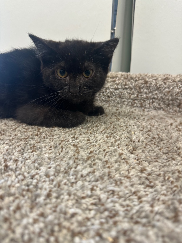 Chyna, an adoptable Domestic Short Hair in Rock Springs, WY, 82901 | Photo Image 1