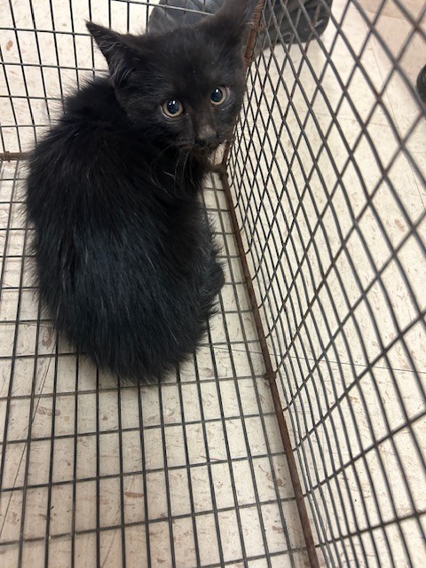 Chyna, an adoptable Domestic Short Hair in Rock Springs, WY, 82901 | Photo Image 2