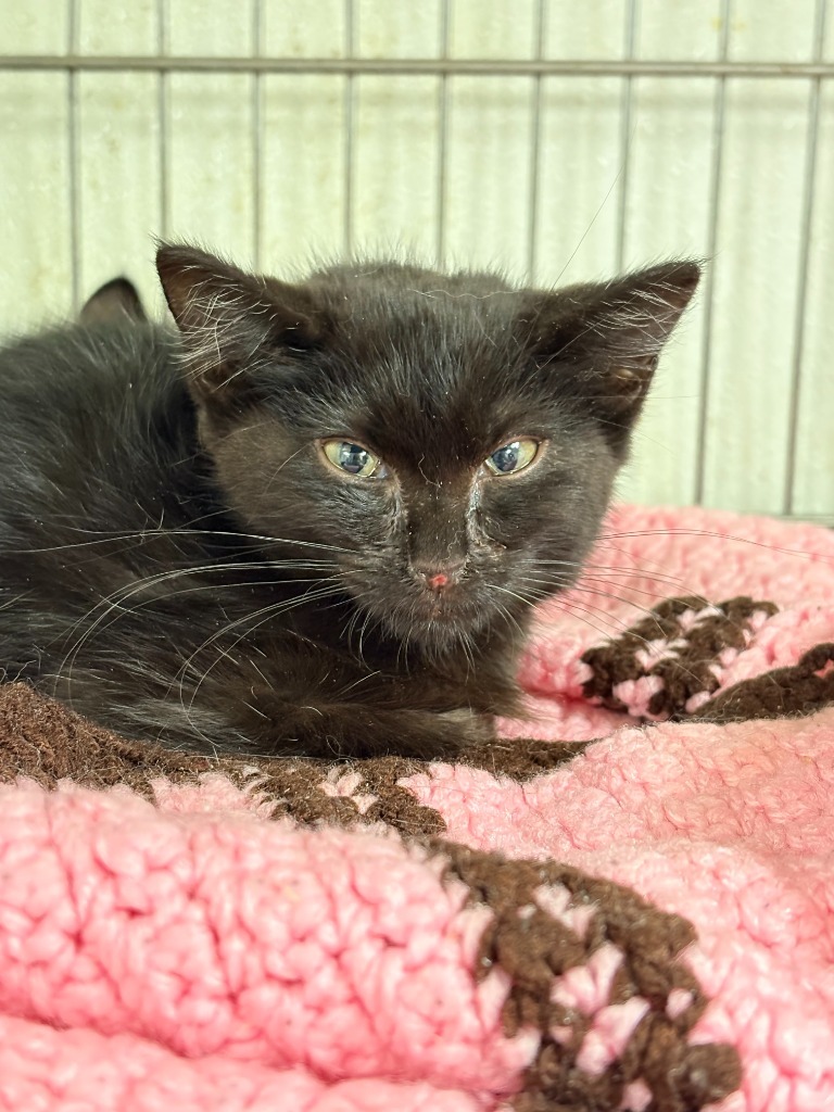 Chyna, an adoptable Domestic Short Hair in Rock Springs, WY, 82901 | Photo Image 3