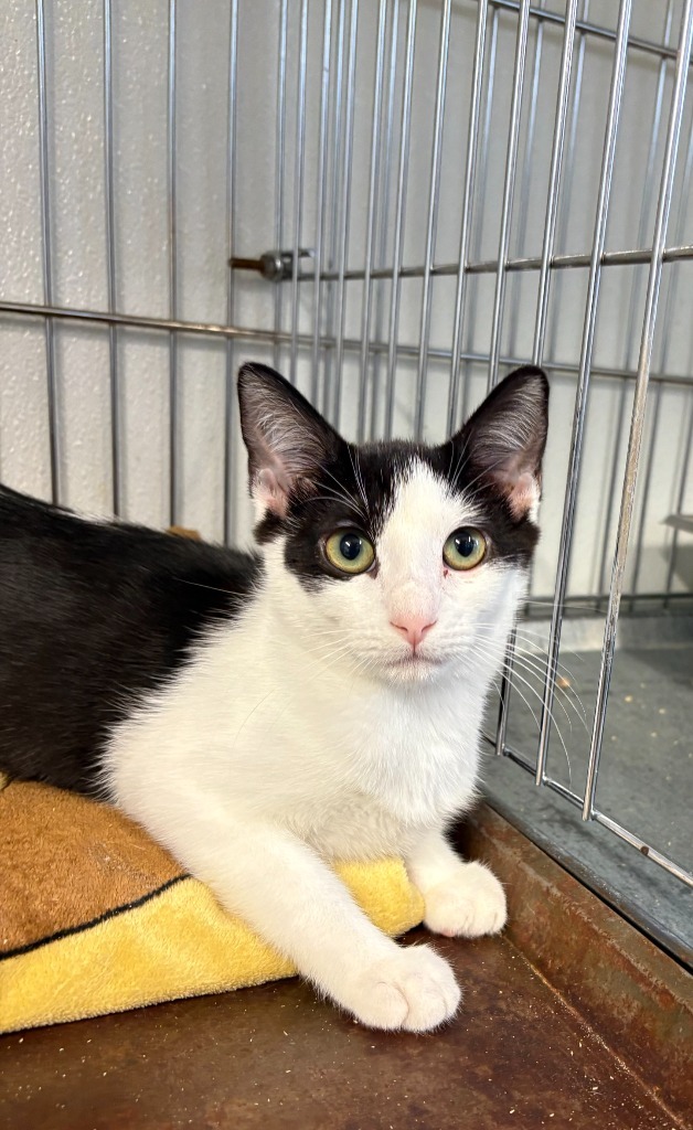 Dani, an adoptable Domestic Short Hair in Rock Springs, WY, 82901 | Photo Image 1
