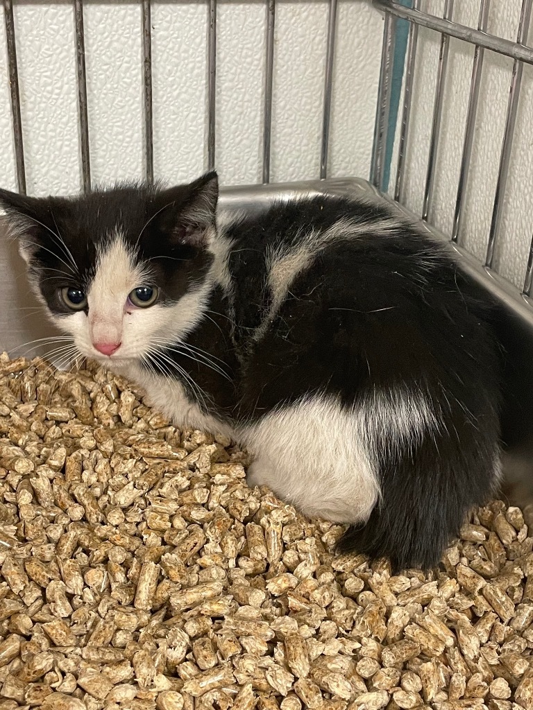 Dani, an adoptable Domestic Short Hair in Rock Springs, WY, 82901 | Photo Image 2