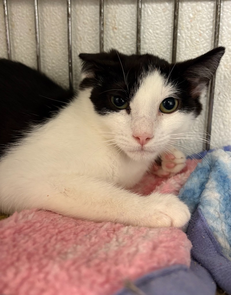 Dani, an adoptable Domestic Short Hair in Rock Springs, WY, 82901 | Photo Image 3