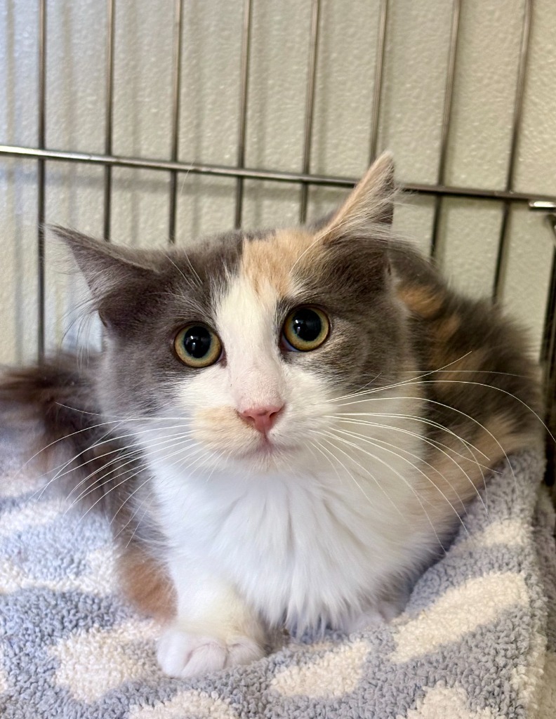 India, an adoptable Domestic Medium Hair in Rock Springs, WY, 82901 | Photo Image 1