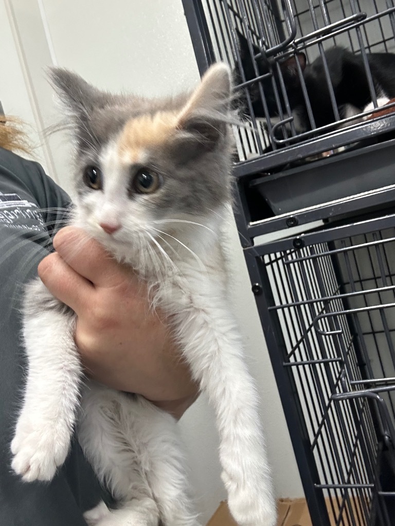 India, an adoptable Domestic Medium Hair in Rock Springs, WY, 82901 | Photo Image 2