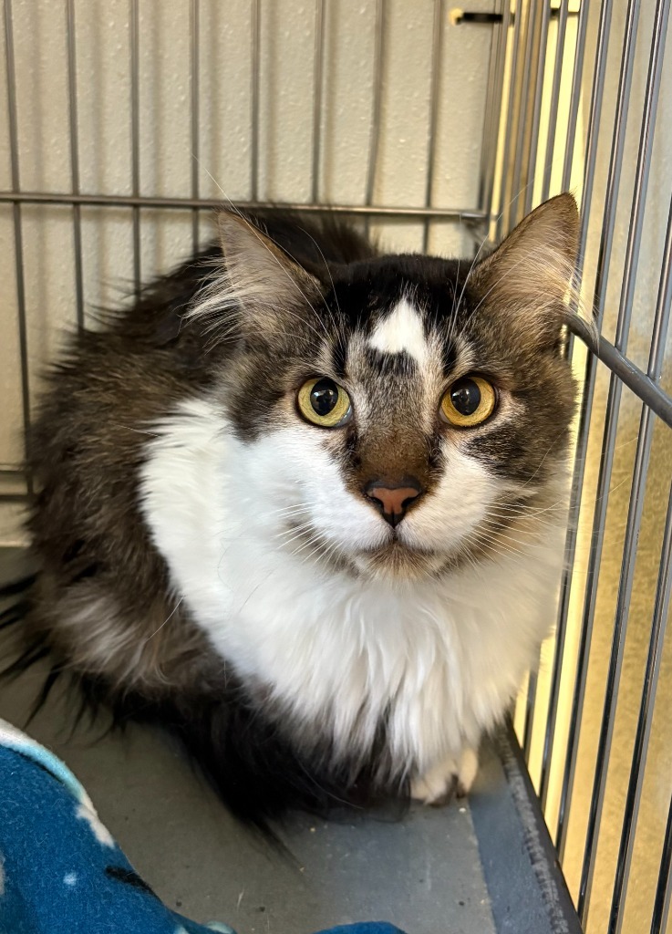 Loki, an adoptable Domestic Long Hair in Rock Springs, WY, 82901 | Photo Image 1