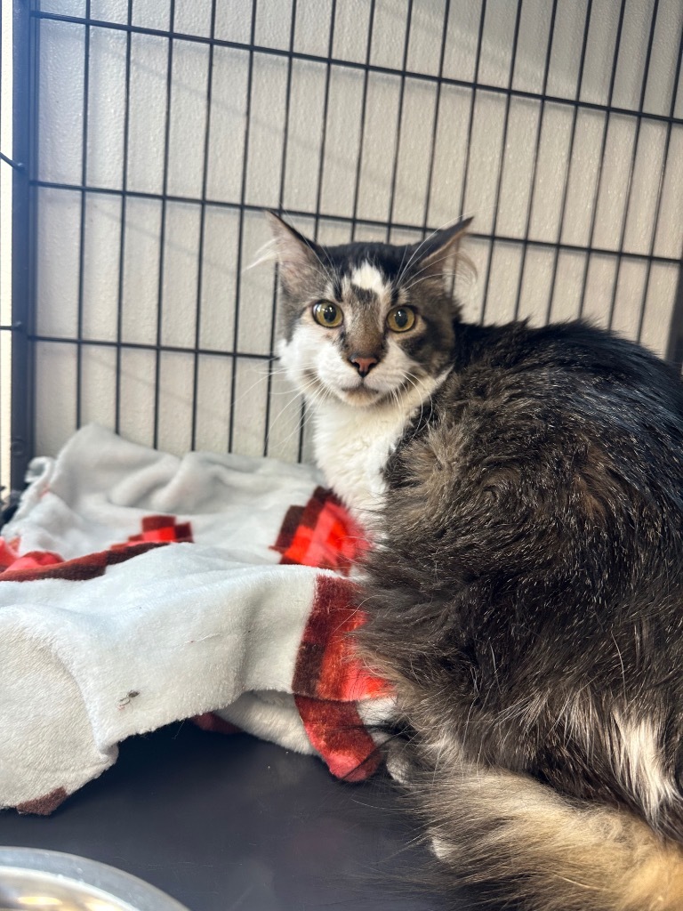 Loki, an adoptable Domestic Long Hair in Rock Springs, WY, 82901 | Photo Image 2