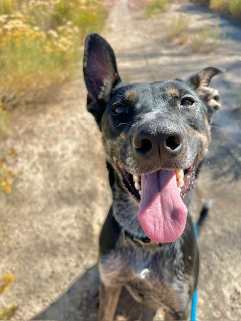 Flint, an adoptable Belgian Shepherd / Malinois, Australian Cattle Dog / Blue Heeler in Rock Springs, WY, 82901 | Photo Image 1