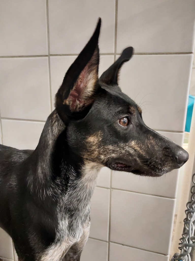 Flint, an adoptable Belgian Shepherd / Malinois, Australian Cattle Dog / Blue Heeler in Rock Springs, WY, 82901 | Photo Image 2