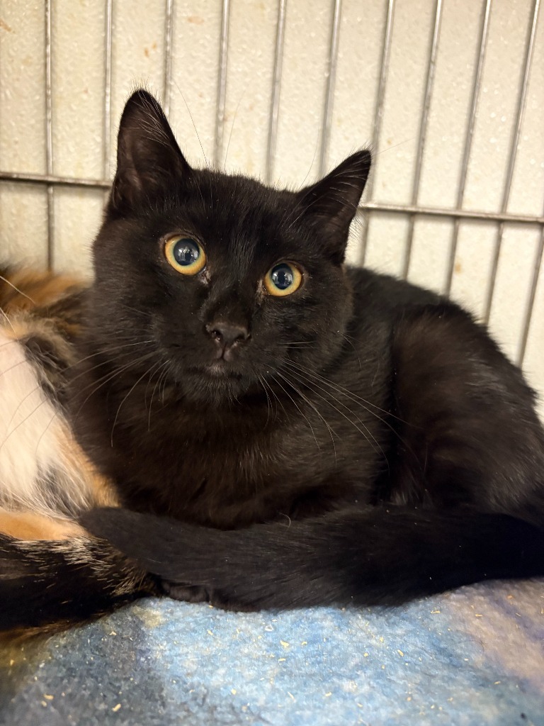 Ellen, an adoptable Domestic Short Hair in Rock Springs, WY, 82901 | Photo Image 1