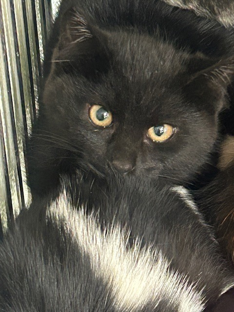 Ellen, an adoptable Domestic Short Hair in Rock Springs, WY, 82901 | Photo Image 2