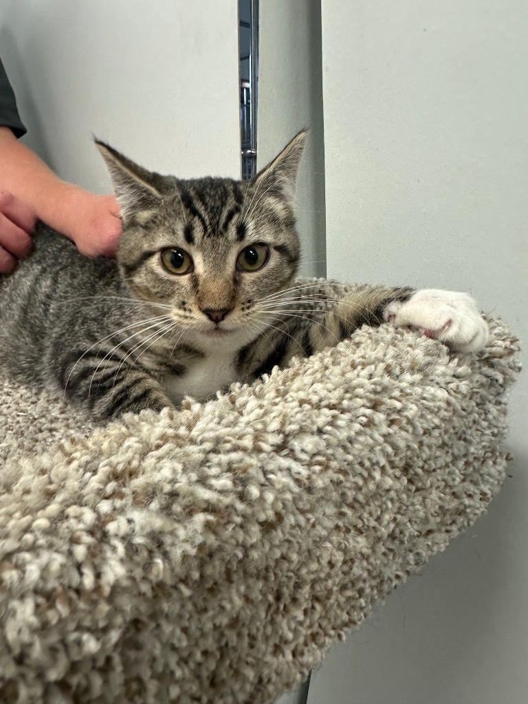 AJ Lee, an adoptable Domestic Short Hair in Rock Springs, WY, 82901 | Photo Image 1