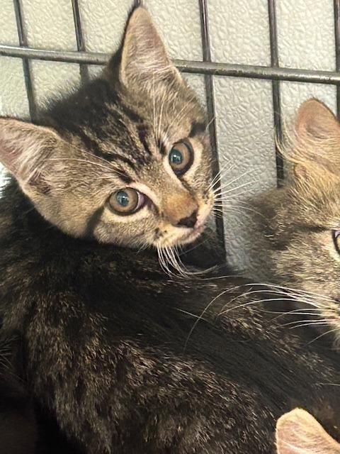 AJ Lee, an adoptable Domestic Short Hair in Rock Springs, WY, 82901 | Photo Image 2