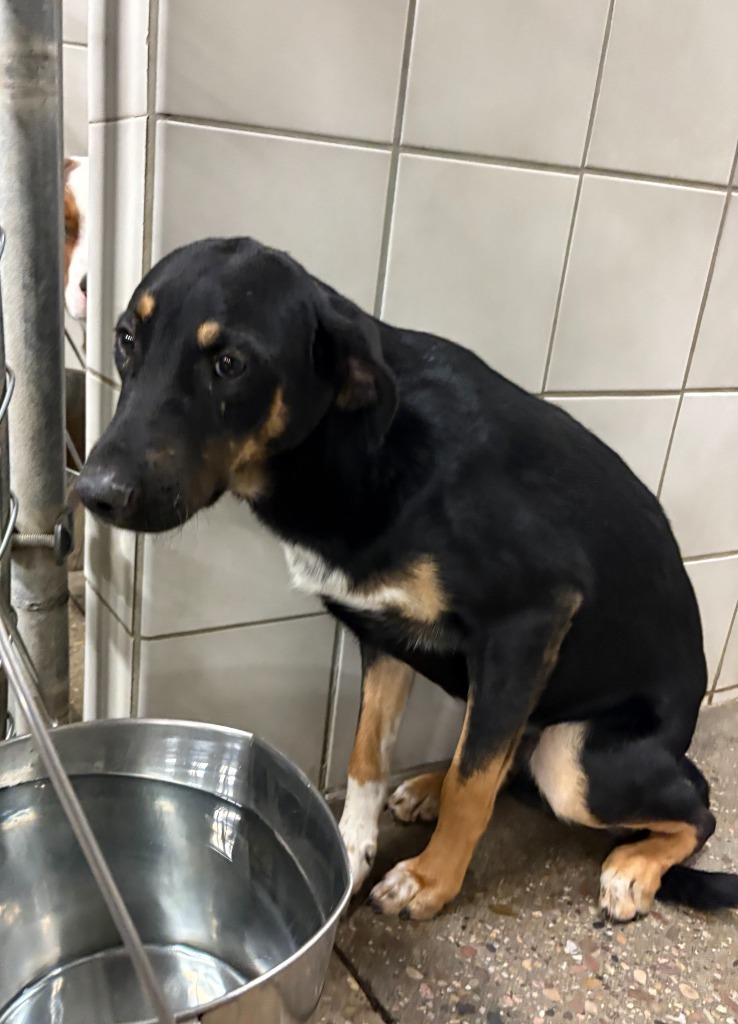 Trapper, an adoptable Mixed Breed in Rock Springs, WY, 82901 | Photo Image 1