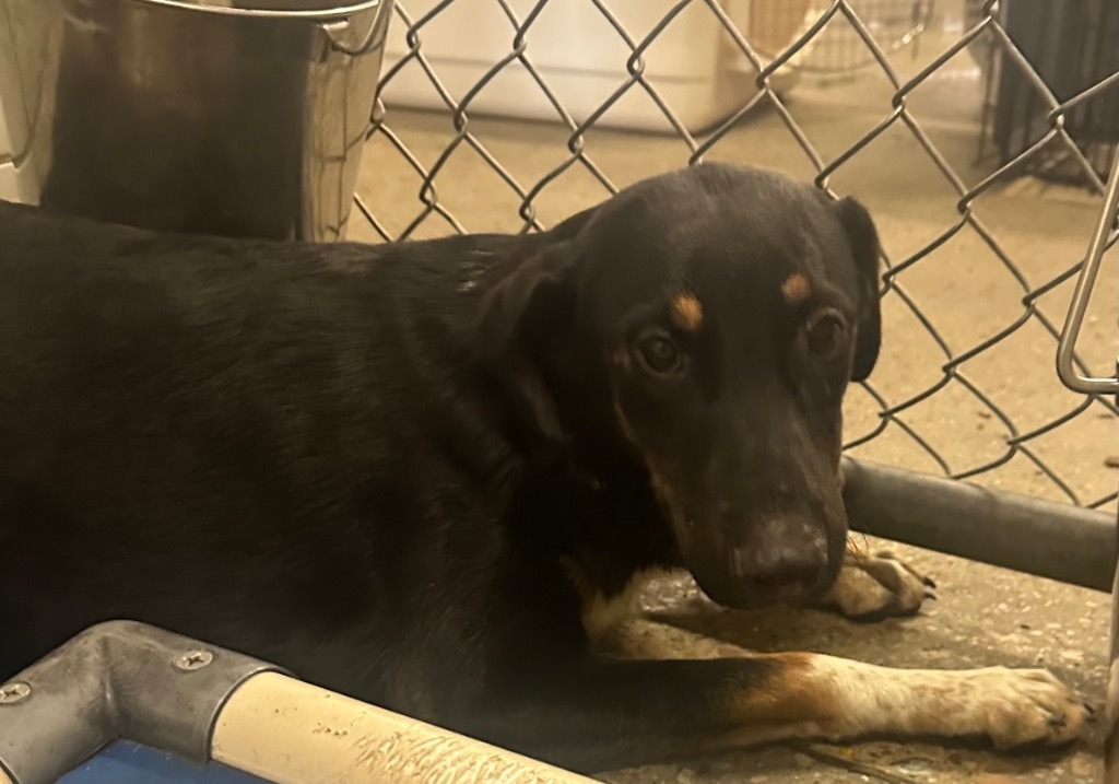 Trapper, an adoptable Mixed Breed in Rock Springs, WY, 82901 | Photo Image 2