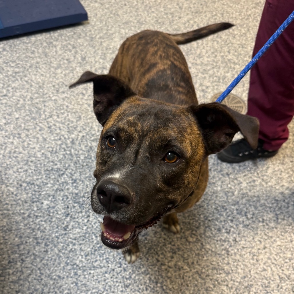Tiberius, an adoptable Mountain Cur, Mixed Breed in Great Falls, MT, 59404 | Photo Image 1