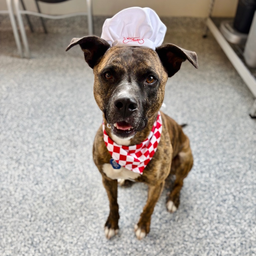 Tiberius, an adoptable Mountain Cur, Mixed Breed in Great Falls, MT, 59404 | Photo Image 1