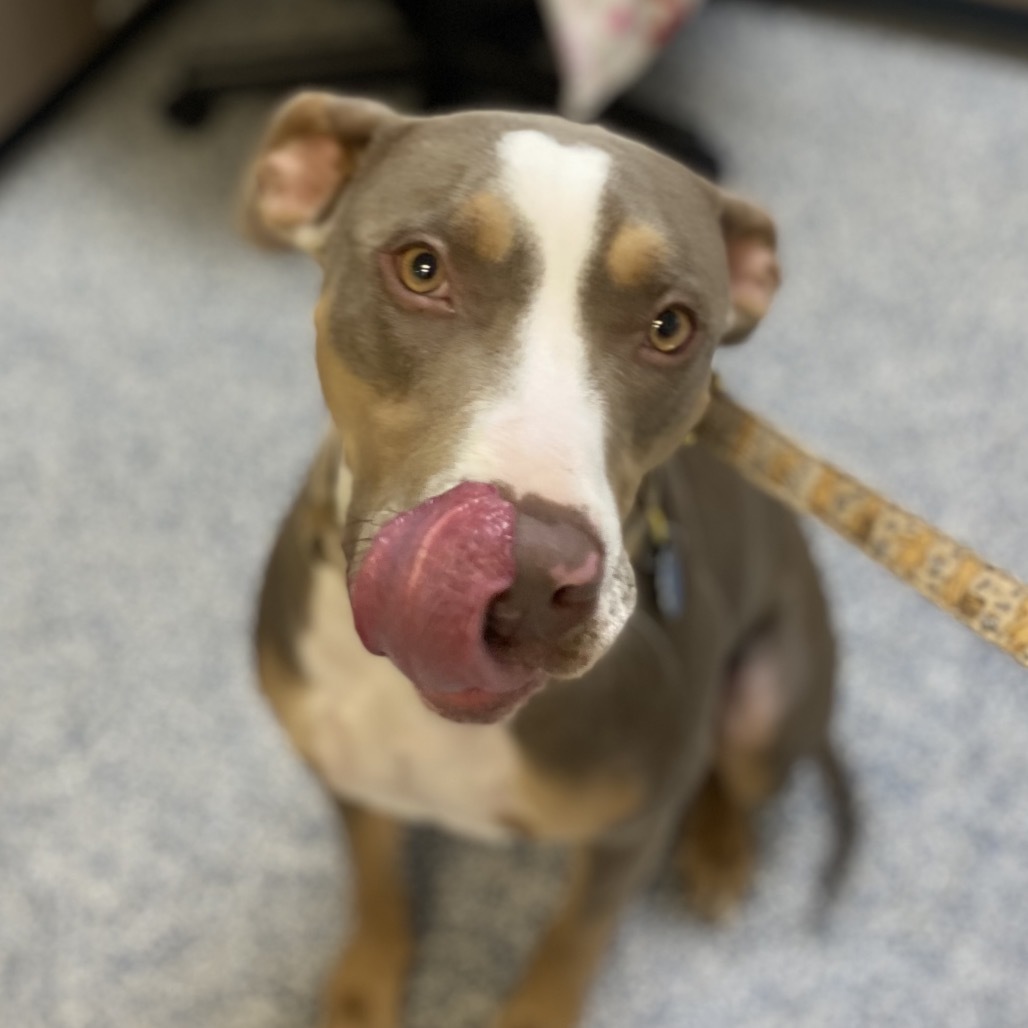 Caspian, an adoptable Pit Bull Terrier in Great Falls, MT, 59404 | Photo Image 1
