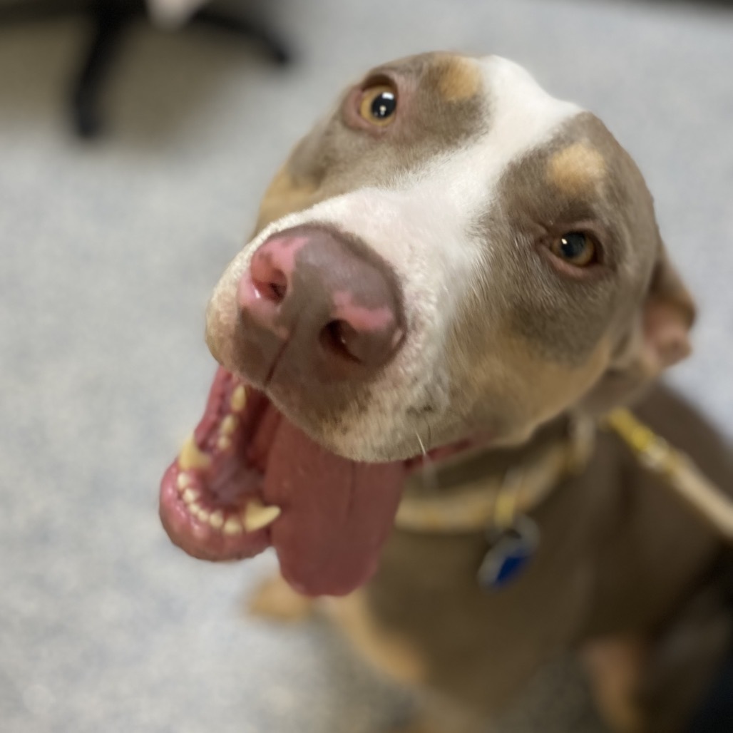 Caspian, an adoptable Pit Bull Terrier in Great Falls, MT, 59404 | Photo Image 2