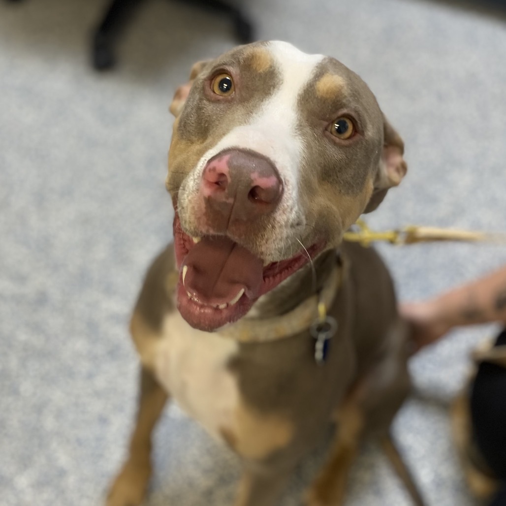 Caspian, an adoptable Pit Bull Terrier in Great Falls, MT, 59404 | Photo Image 3