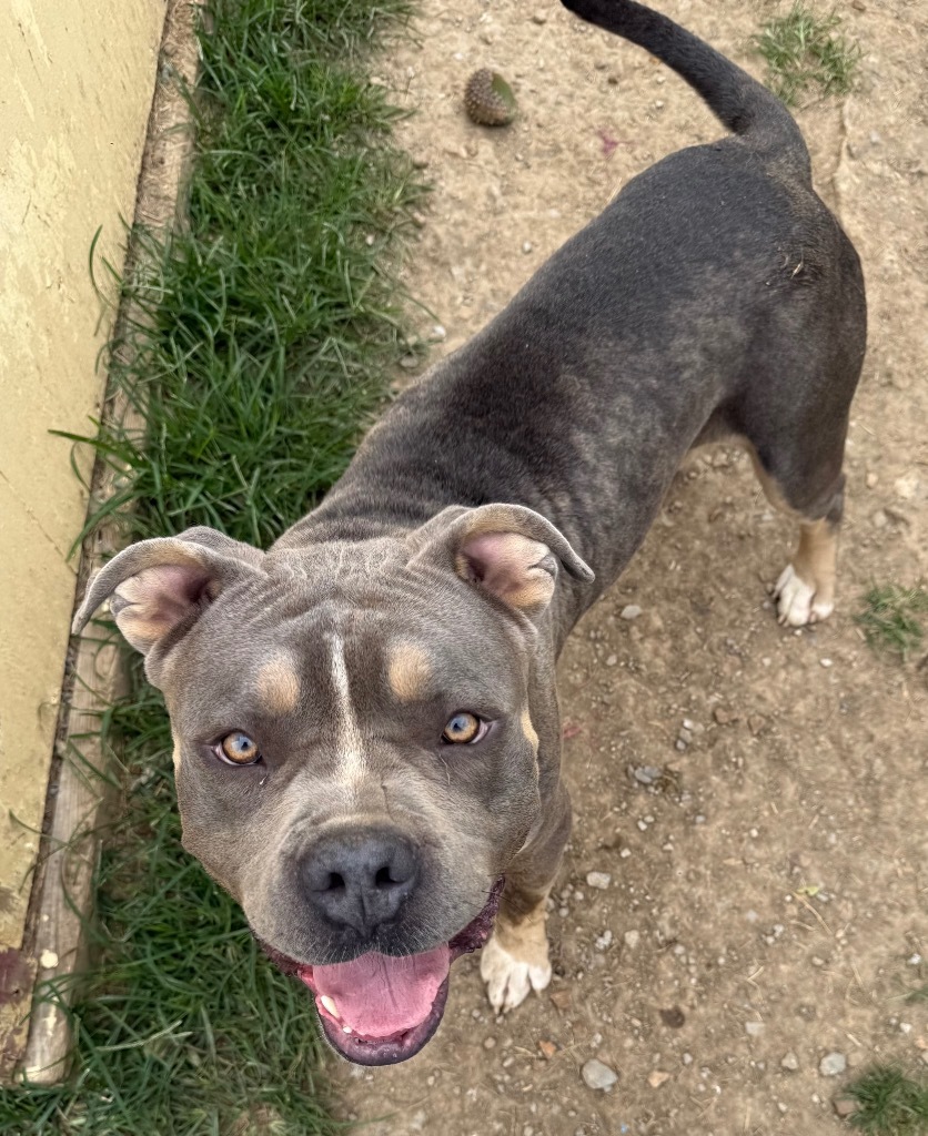 Bristol, an adoptable Bullmastiff, Mixed Breed in Fayetteville, TN, 37334 | Photo Image 1