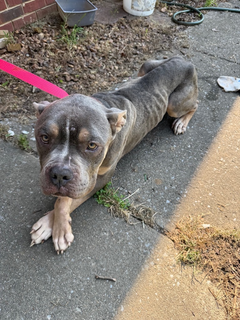 Bristol, an adoptable Bullmastiff, Mixed Breed in Fayetteville, TN, 37334 | Photo Image 2