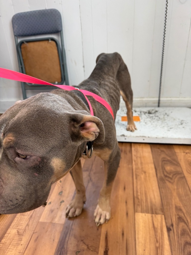 Bristol, an adoptable Bullmastiff, Mixed Breed in Fayetteville, TN, 37334 | Photo Image 3