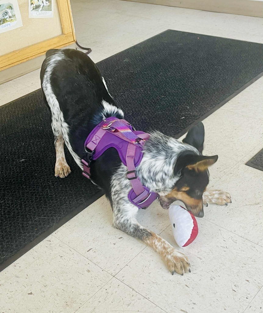 Bailey, an adoptable Affenpinscher, Mixed Breed in Green River, WY, 82935 | Photo Image 3