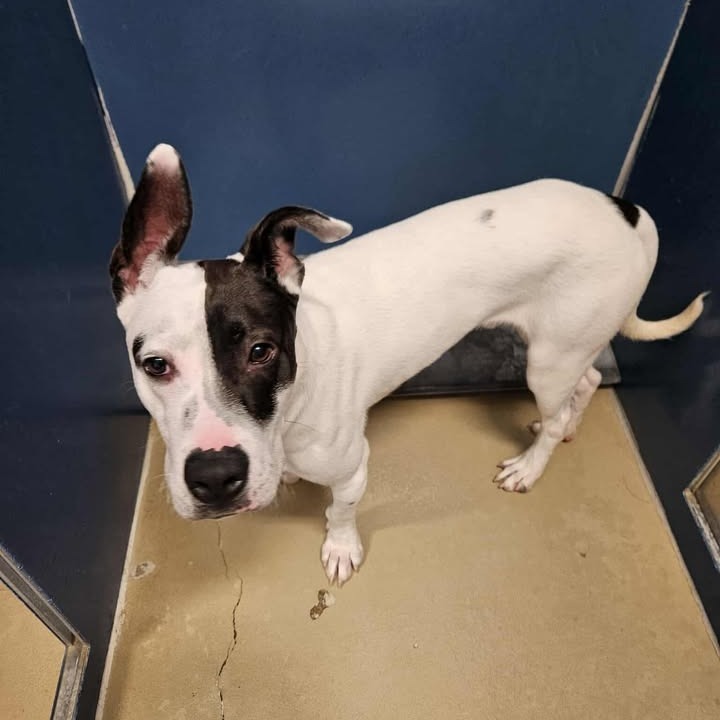 Queso, an adoptable Mixed Breed in Rexburg, ID, 83440 | Photo Image 1