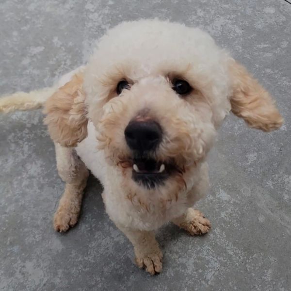 Archie