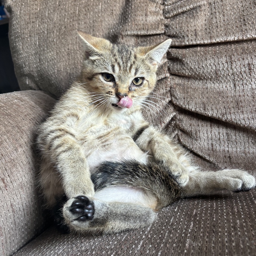 Rafiki