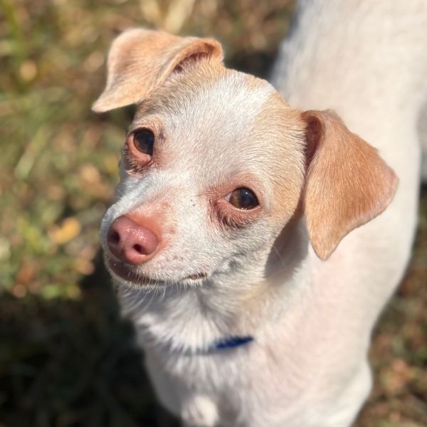Rosie