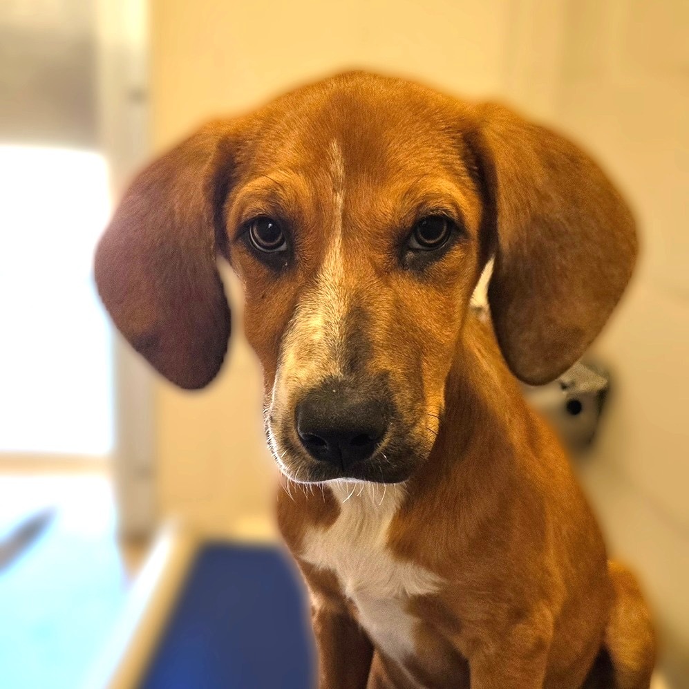 Alfred, an adoptable Catahoula Leopard Dog in Wickenburg, AZ, 85390 | Photo Image 1