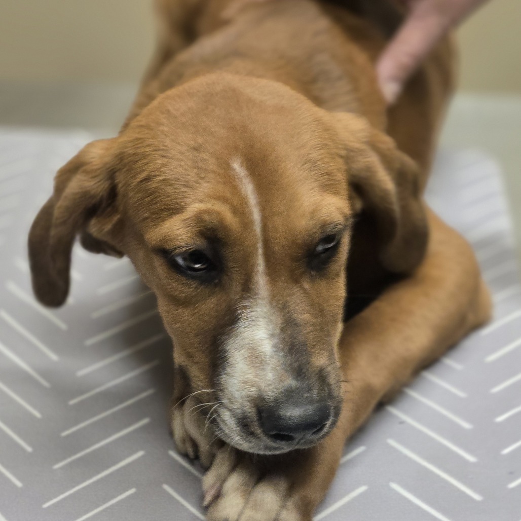 Alfred, an adoptable Catahoula Leopard Dog in Wickenburg, AZ, 85390 | Photo Image 2