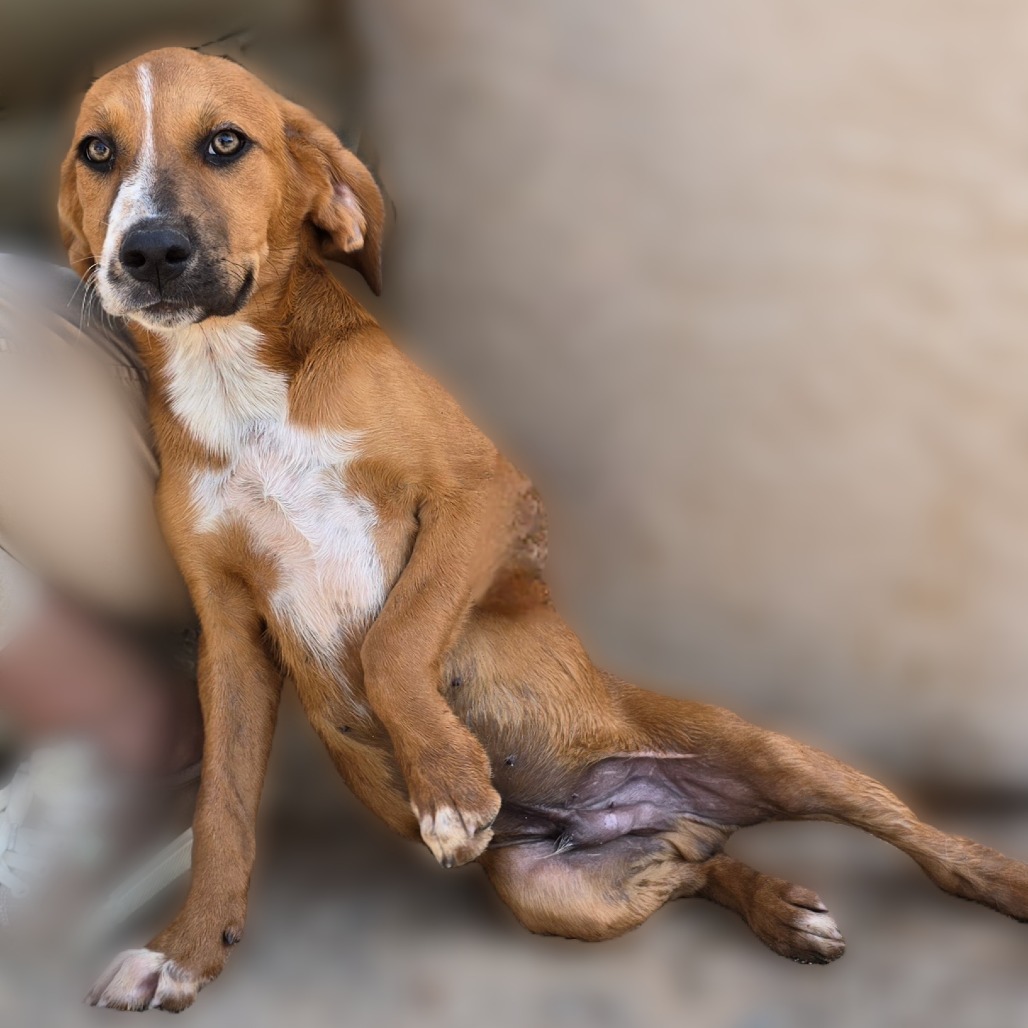 Alfred, an adoptable Catahoula Leopard Dog in Wickenburg, AZ, 85390 | Photo Image 3