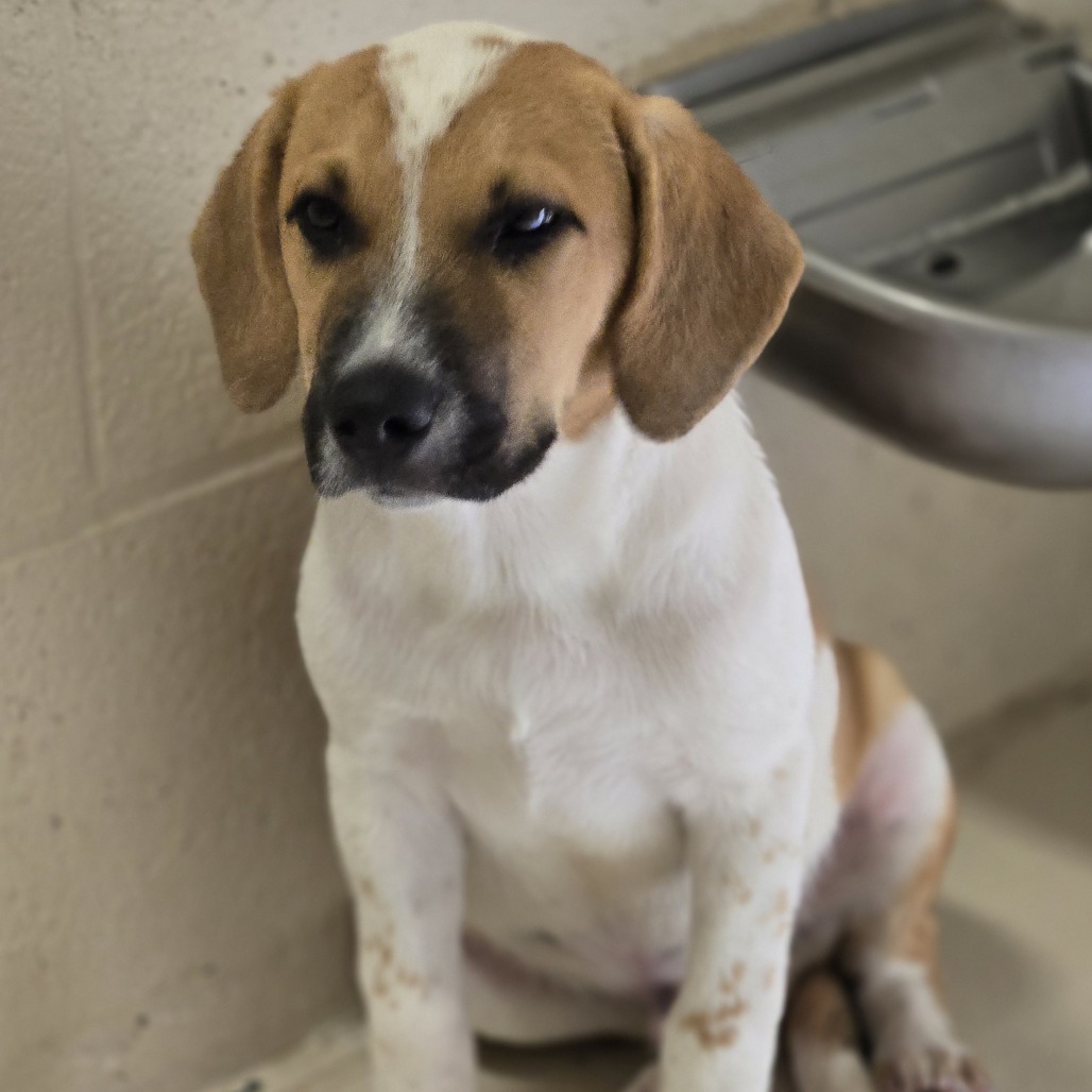 Ashford, an adoptable Catahoula Leopard Dog in Wickenburg, AZ, 85390 | Photo Image 2