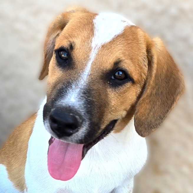 Ashford, an adoptable Catahoula Leopard Dog in Wickenburg, AZ, 85390 | Photo Image 3